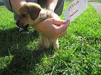 Mia, Dachshund For Adoption In Madison, Indiana