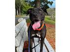 Bailey, Labrador Retriever For Adoption In Clermont, Florida