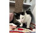 Kat, Domestic Shorthair For Adoption In Dearborn, Michigan