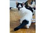 Kiki's Kitten: Tombo, Domestic Shorthair For Adoption In Warren, Connecticut