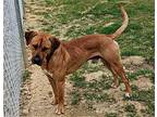 Trent, Retriever (unknown Type) For Adoption In Canton, Connecticut