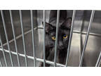 Puma, Domestic Shorthair For Adoption In Newton, Kansas