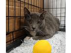 Mercury, American Shorthair For Adoption In Lakeland, Florida