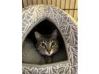 Jessa, Domestic Shorthair For Adoption In Columbus, Ohio