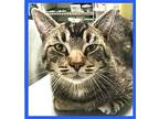 Fisher, Domestic Shorthair For Adoption In Columbus, Ohio