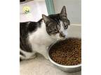 Jaz, Domestic Shorthair For Adoption In Columbus, Ohio