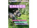 Ember, American Pit Bull Terrier For Adoption In Toledo, Ohio