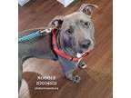 Noodle, Staffordshire Bull Terrier For Adoption In Conroe, Tx, Texas