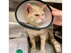 Girlypop, Domestic Shorthair For Adoption In Richmond, Virginia