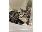 Lucifer, Domestic Shorthair For Adoption In Topeka, Kansas