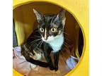 Violet, Domestic Shorthair For Adoption In Burlingame, California