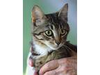 Foy, Domestic Shorthair For Adoption In Fort Myers, Florida