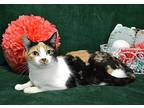 June Bug Ii, Domestic Shorthair For Adoption In Roanoke, Texas