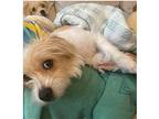 Cassidy And Sahara - Sisters - Package Pair!, Cairn Terrier For Adoption In