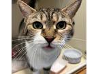 Tina, Domestic Shorthair For Adoption In San Diego, California