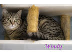 Windy (c24-059), Domestic Shorthair For Adoption In Lebanon, Tennessee