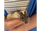 Mickie (with Trixie), Rat For Adoption In Imperial Beach, California