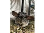 Argant, Chinchilla For Adoption In Imperial Beach, California