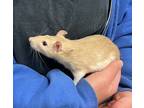 Pluto (with Dipper), Rat For Adoption In Imperial Beach, California