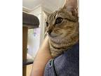 Alex, Domestic Shorthair For Adoption In Surrey, British Columbia