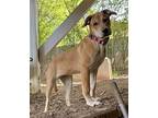 Misty, Retriever (unknown Type) For Adoption In Charlotte, North Carolina