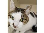 Daisy, Domestic Shorthair For Adoption In Silverdale, Washington