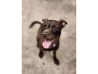 Mocha ☕️, Irish Terrier For Adoption In Denver, Colorado
