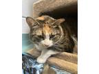 Patches - Kitchener, Domestic Shorthair For Adoption In Kitchener, Ontario