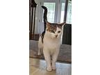 Pomelo, Domestic Shorthair For Adoption In Trenton, New Jersey