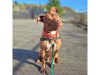 Sun Bear, American Pit Bull Terrier For Adoption In Seattle, Washington