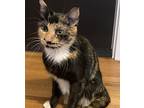 Celine, Domestic Shorthair For Adoption In Vancouver, Washington