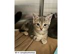 Amelia, Charlotte And Kittens, American Shorthair For Adoption In Westwood