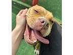 Flower, American Staffordshire Terrier For Adoption In Warren, Michigan
