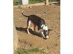 Gracie, American Staffordshire Terrier For Adoption In Maysville, Kentucky