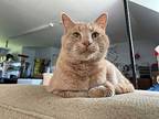 Mr. Lucky, Domestic Shorthair For Adoption In Colmar, Pennsylvania