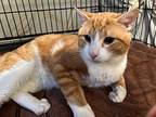 Jake, Domestic Shorthair For Adoption In Colmar, Pennsylvania