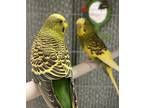 Ava (bonded With Nino), Budgie For Adoption In Martinez,