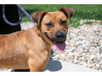 Dapper Dan, Terrier (unknown Type, Small) For Adoption In Terre Haute, Indiana