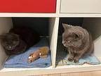 Bastian, Russian Blue For Adoption In Deltona, Florida