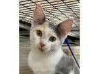 Jen, Calico For Adoption In West Hills, California