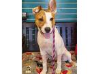 Freya, Parson Russell Terrier For Adoption In Amarillo, Texas
