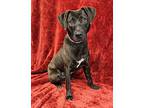 Roy *foster Needed*, Labrador Retriever For Adoption In New York, New York