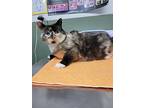 Pikachu, Domestic Shorthair For Adoption In Prince George, British Columbia