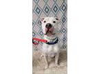 Calhoun, American Pit Bull Terrier For Adoption In Fremont, Ohio