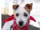 A Marshmallow, Parson Russell Terrier For Adoption In New York, New York