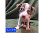 Moo Cow Pup- Lucky, Terrier (unknown Type, Medium) For Adoption In Warrenton