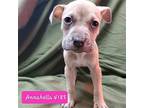 Moo Cow Pup- Annabella, Terrier (unknown Type, Medium) For Adoption In