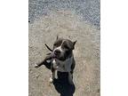 Reba, American Pit Bull Terrier For Adoption In Fresno, California