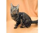 Bro And Guy, Domestic Shorthair For Adoption In Manitou Springs, Colorado