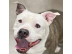 Diamond, American Pit Bull Terrier For Adoption In Sacramento, California